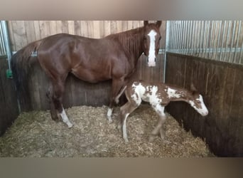 American Quarter Horse, Stute, 1 Jahr, 160 cm, Roan-Bay