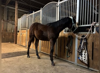 American Quarter Horse, Stute, 1 Jahr, 162 cm, Brauner