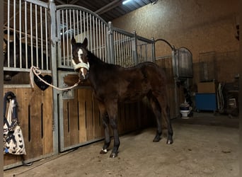 American Quarter Horse, Stute, 1 Jahr, 162 cm, Brauner