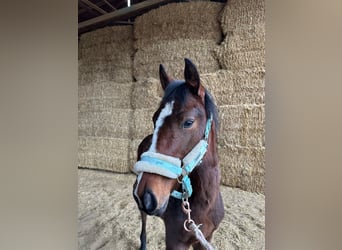 American Quarter Horse, Stute, 1 Jahr, 162 cm, Brauner