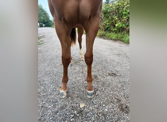 American Quarter Horse, Stute, 1 Jahr, 163 cm, Fuchs
