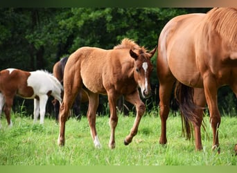 American Quarter Horse, Stute, 1 Jahr, 163 cm, Fuchs