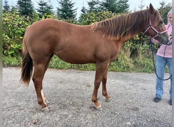 American Quarter Horse, Stute, 1 Jahr, 163 cm, Fuchs