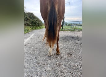 American Quarter Horse, Stute, 1 Jahr, 163 cm, Fuchs