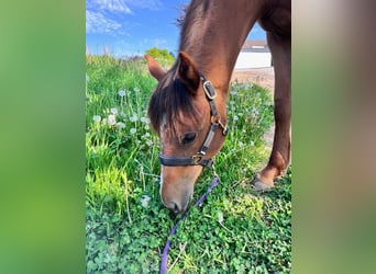 American Quarter Horse, Stute, 1 Jahr, 163 cm, Fuchs