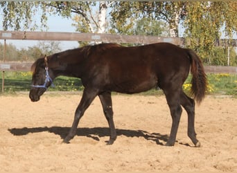 American Quarter Horse, Stute, 1 Jahr, 165 cm, Rappe