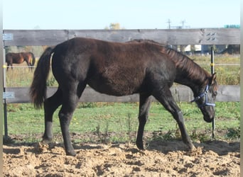 American Quarter Horse, Stute, 1 Jahr, 165 cm, Rappe
