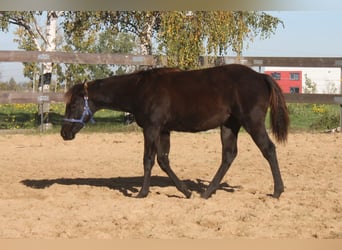 American Quarter Horse, Stute, 1 Jahr, 165 cm, Rappe