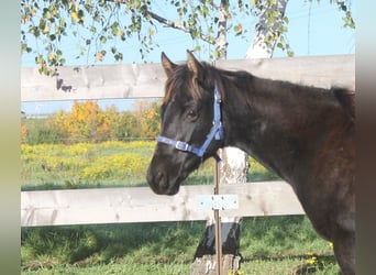 American Quarter Horse, Stute, 1 Jahr, 165 cm, Rappe