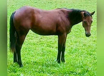 American Quarter Horse, Stute, 1 Jahr, Brauner