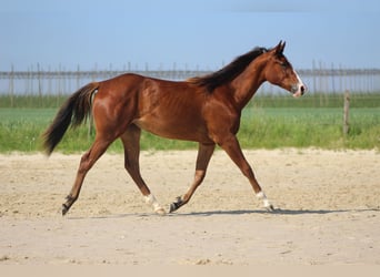 American Quarter Horse, Stute, 1 Jahr, Brauner