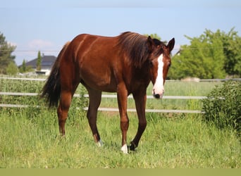 American Quarter Horse, Stute, 1 Jahr, Brauner