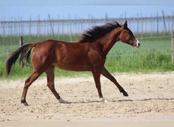 American Quarter Horse, Stute, 1 Jahr, Brauner