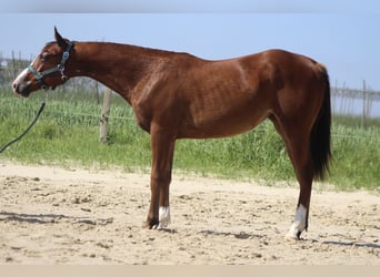 American Quarter Horse, Stute, 1 Jahr, Brauner