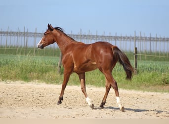 American Quarter Horse, Stute, 1 Jahr, Brauner