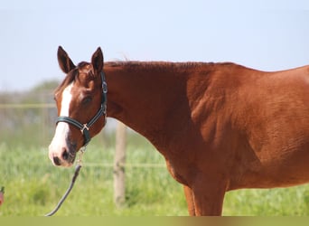 American Quarter Horse, Stute, 1 Jahr, Brauner