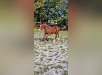 American Quarter Horse, Stute, 1 Jahr, Brauner