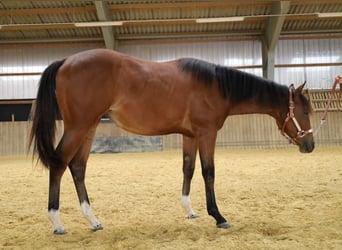 American Quarter Horse, Stute, 1 Jahr, Brauner