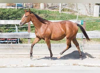 American Quarter Horse, Stute, 1 Jahr, Brauner