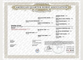 American Quarter Horse, Stute, 1 Jahr, Buckskin