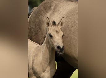 American Quarter Horse, Stute, 1 Jahr, Buckskin