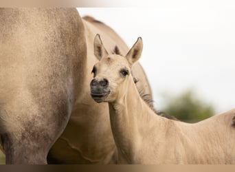 American Quarter Horse, Stute, 1 Jahr, Buckskin