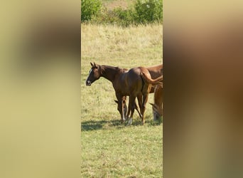 American Quarter Horse, Stute, 1 Jahr, Dunkelbrauner
