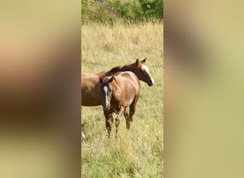 American Quarter Horse, Stute, 1 Jahr, Dunkelbrauner