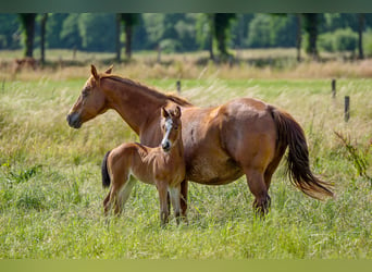 American Quarter Horse, Stute, 1 Jahr, Dunkelbrauner
