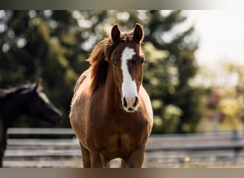 American Quarter Horse, Stute, 1 Jahr, Dunkelfuchs