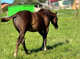 American Quarter Horse, Stute, 1 Jahr, Dunkelfuchs