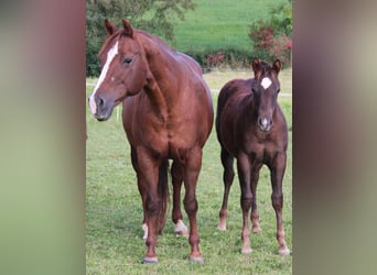 American Quarter Horse, Stute, 1 Jahr, Dunkelfuchs