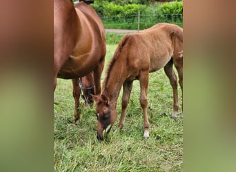 American Quarter Horse, Stute, 1 Jahr, Dunkelfuchs