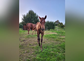 American Quarter Horse, Stute, 1 Jahr, Dunkelfuchs