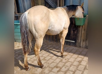 American Quarter Horse, Stute, 1 Jahr, Falbe