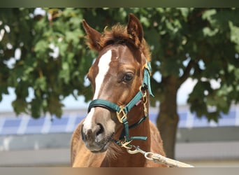 American Quarter Horse, Stute, 1 Jahr, Fuchs