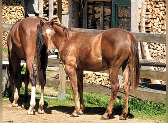 American Quarter Horse, Stute, 1 Jahr, Fuchs