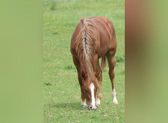 American Quarter Horse, Stute, 1 Jahr, Fuchs