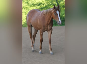 American Quarter Horse, Stute, 1 Jahr, Fuchs