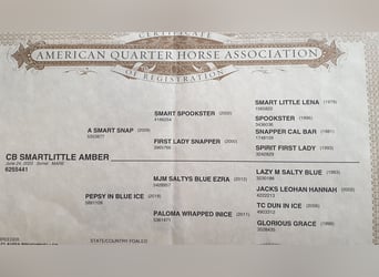 American Quarter Horse, Stute, 1 Jahr, Fuchs