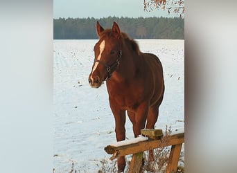 American Quarter Horse, Stute, 1 Jahr, Fuchs