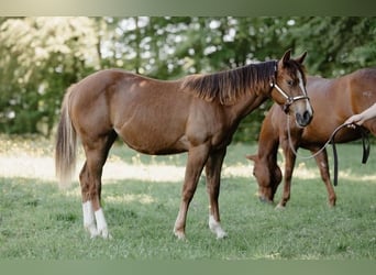 American Quarter Horse, Stute, 1 Jahr, Fuchs