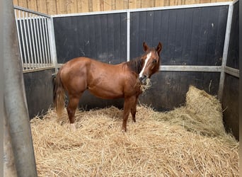 American Quarter Horse, Stute, 1 Jahr, Fuchs