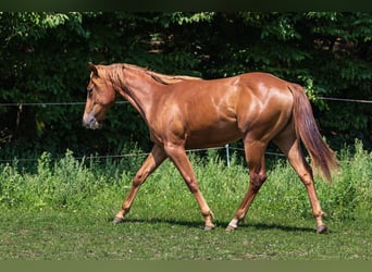 American Quarter Horse, Stute, 1 Jahr, Fuchs