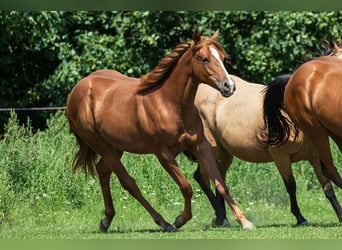 American Quarter Horse, Stute, 1 Jahr, Fuchs