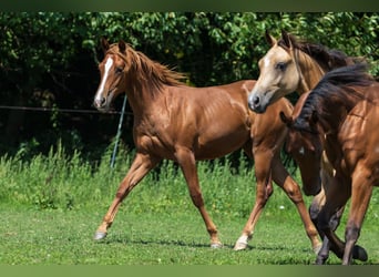 American Quarter Horse, Stute, 1 Jahr, Fuchs