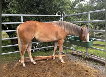 American Quarter Horse, Stute, 1 Jahr, Fuchs