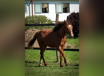 American Quarter Horse, Stute, 1 Jahr, Fuchs