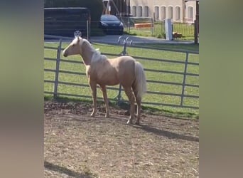 American Quarter Horse, Stute, 1 Jahr, Palomino
