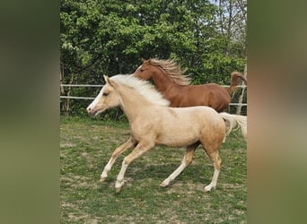 American Quarter Horse Mix, Stute, 1 Jahr, Palomino